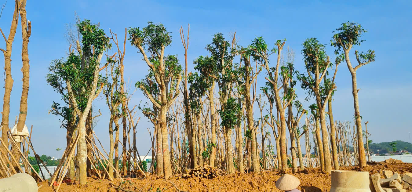 Khu Đô Thị Yên Bái Riverside