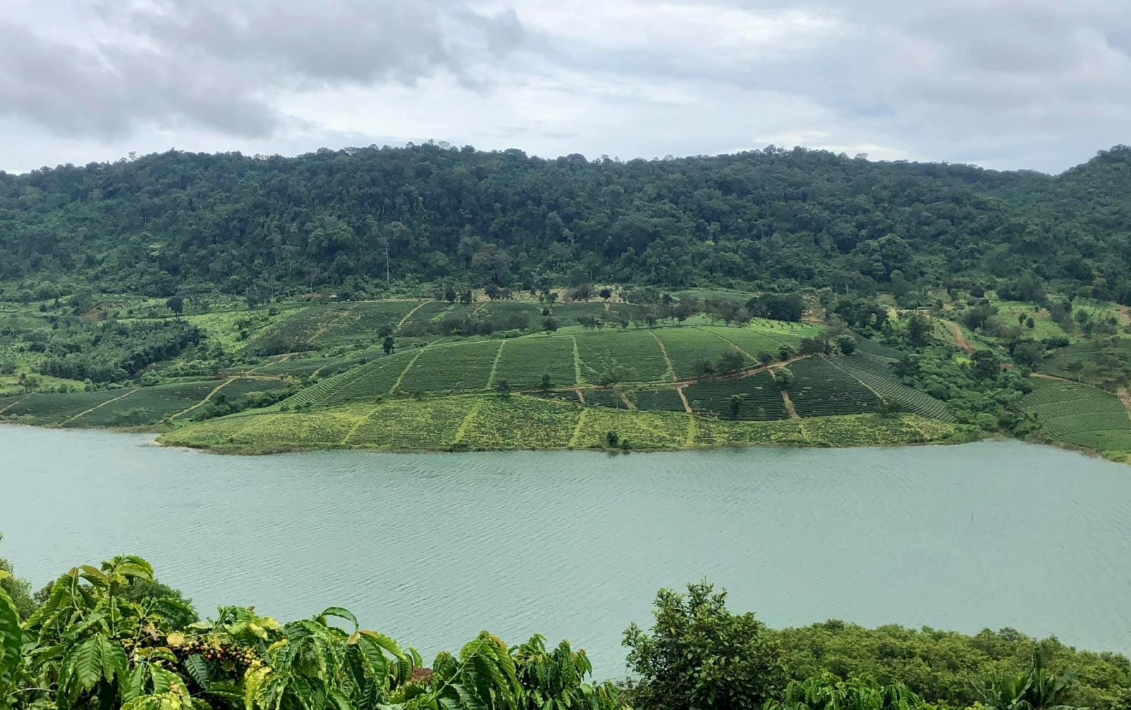  bỏ phố về quê