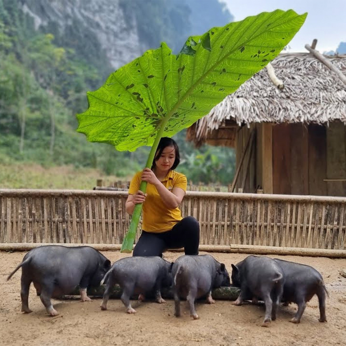 Lý Thị Ca mới nhất